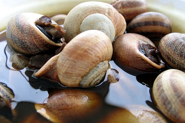 Día del Caracol en Riogordo, Málaga